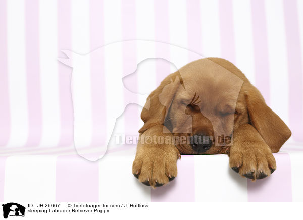 schlafender Labrador Retriever Welpe / sleeping Labrador Retriever Puppy / JH-26667