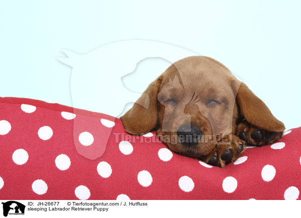 schlafender Labrador Retriever Welpe / sleeping Labrador Retriever Puppy / JH-26677