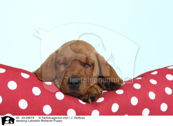 schlafender Labrador Retriever Welpe / sleeping Labrador Retriever Puppy / JH-26678