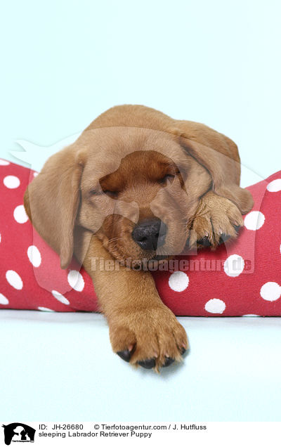 schlafender Labrador Retriever Welpe / sleeping Labrador Retriever Puppy / JH-26680