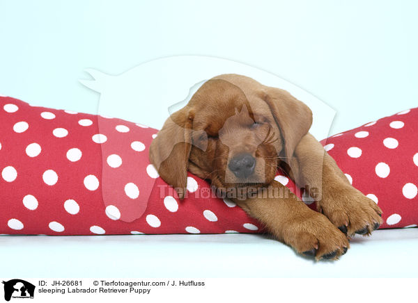 schlafender Labrador Retriever Welpe / sleeping Labrador Retriever Puppy / JH-26681