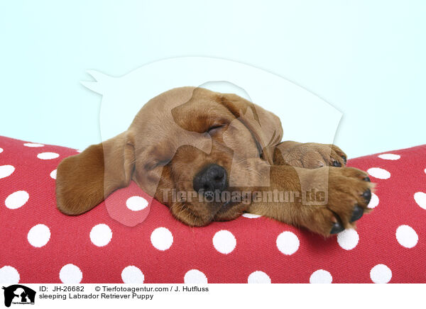 schlafender Labrador Retriever Welpe / sleeping Labrador Retriever Puppy / JH-26682