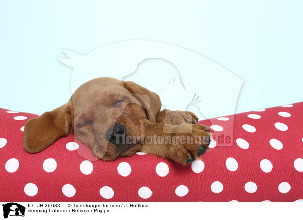 schlafender Labrador Retriever Welpe / sleeping Labrador Retriever Puppy / JH-26683