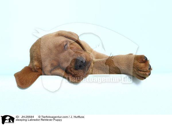schlafender Labrador Retriever Welpe / sleeping Labrador Retriever Puppy / JH-26684