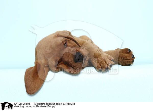 schlafender Labrador Retriever Welpe / sleeping Labrador Retriever Puppy / JH-26685