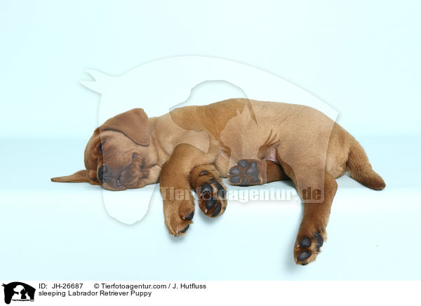schlafender Labrador Retriever Welpe / sleeping Labrador Retriever Puppy / JH-26687