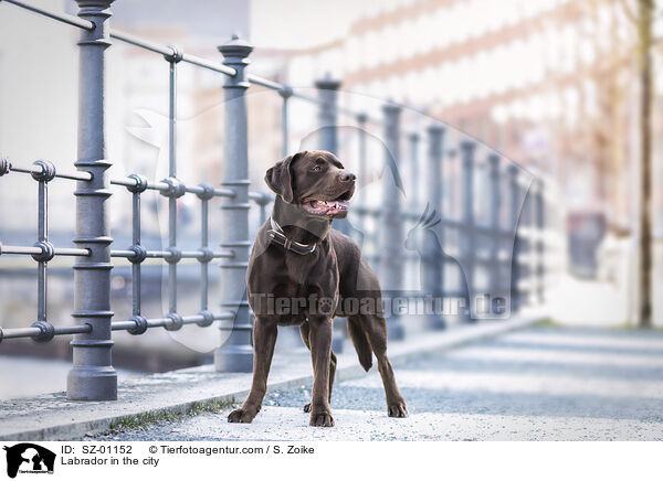 Labrador in der Stadt / Labrador in the city / SZ-01152