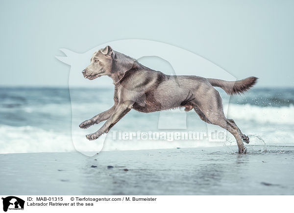 Labrador Retriever am Meer / Labrador Retriever at the sea / MAB-01315