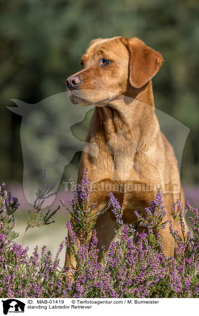 stehender Labrador Retriever / standing Labrador Retriever / MAB-01419