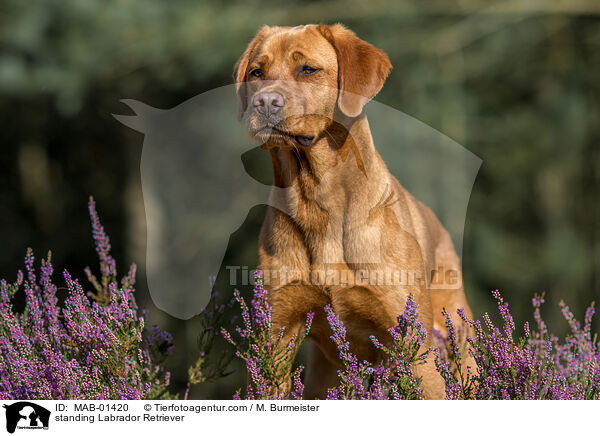 stehender Labrador Retriever / standing Labrador Retriever / MAB-01420