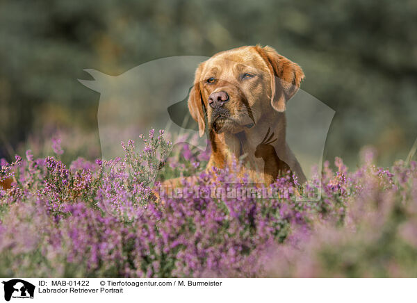 Labrador Retriever Portrait / Labrador Retriever Portrait / MAB-01422