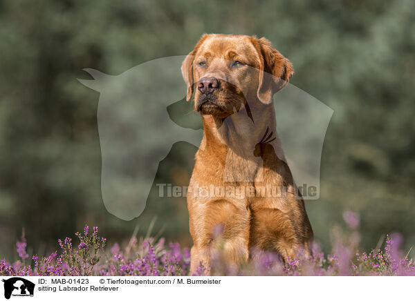 sitzender Labrador Retriever / sitting Labrador Retriever / MAB-01423