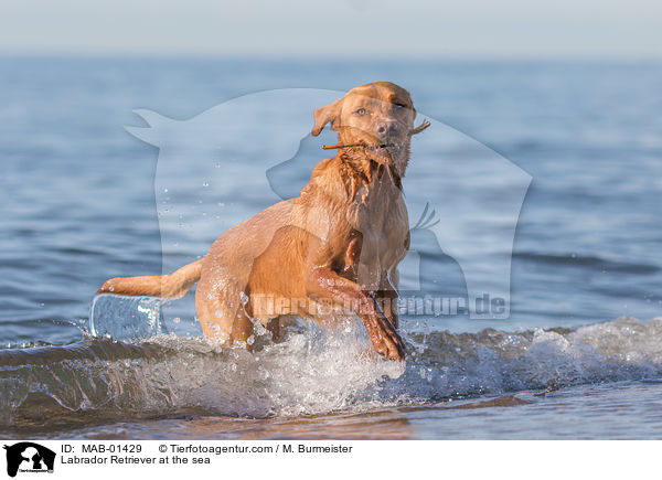 Labrador Retriever am Meer / Labrador Retriever at the sea / MAB-01429