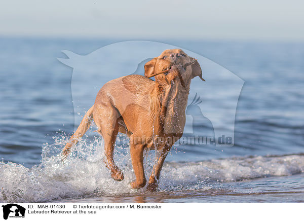 Labrador Retriever am Meer / Labrador Retriever at the sea / MAB-01430