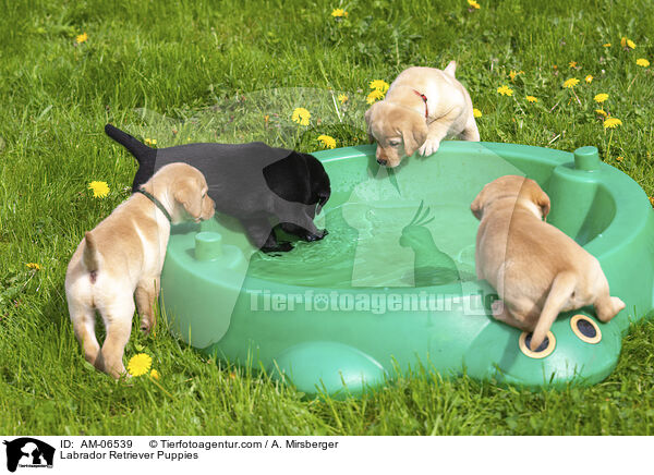 Labrador Retriever Welpen / Labrador Retriever Puppies / AM-06539