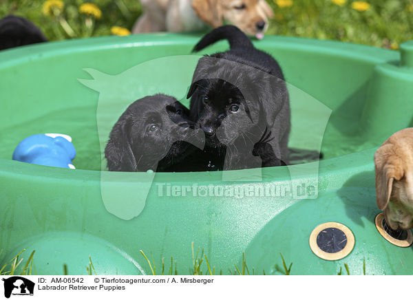 Labrador Retriever Welpen / Labrador Retriever Puppies / AM-06542