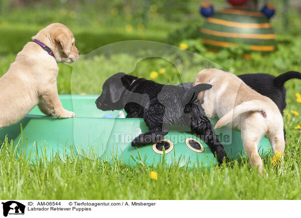 Labrador Retriever Welpen / Labrador Retriever Puppies / AM-06544