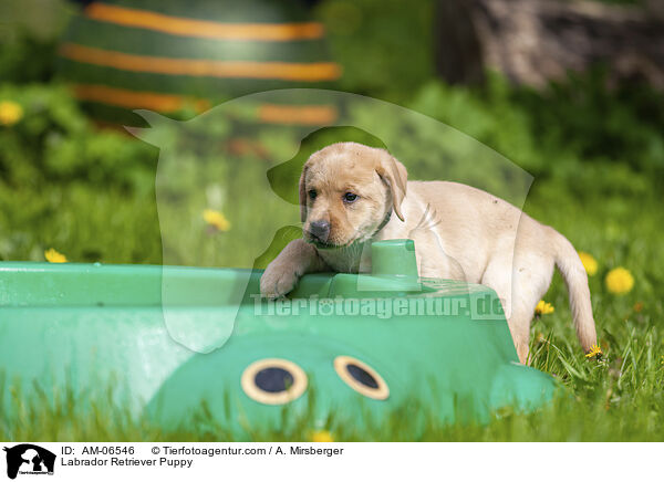 Labrador Retriever Welpe / Labrador Retriever Puppy / AM-06546