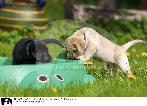 Labrador Retriever Welpen / Labrador Retriever Puppies / AM-06547