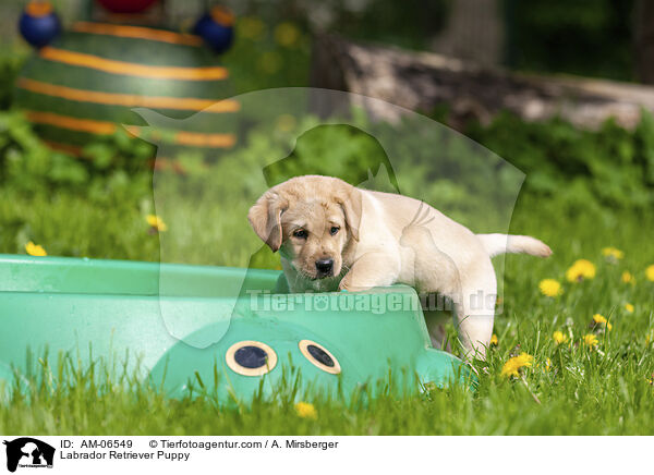 Labrador Retriever Welpe / Labrador Retriever Puppy / AM-06549