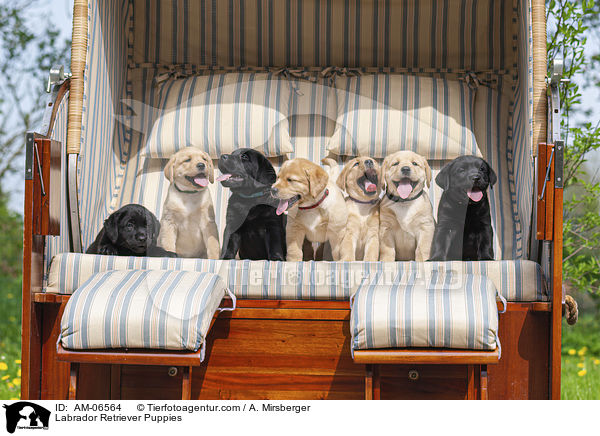 Labrador Retriever Welpen / Labrador Retriever Puppies / AM-06564