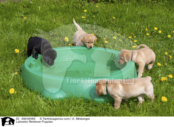 Labrador Retriever Welpen / Labrador Retriever Puppies / AM-06566