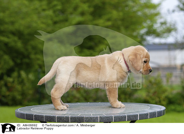 Labrador Retriever Welpe / Labrador Retriever Puppy / AM-06692