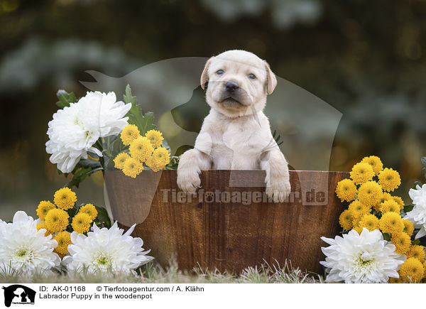 Labrador Welpe im Holzkbel / Labrador Puppy in the woodenpot / AK-01168