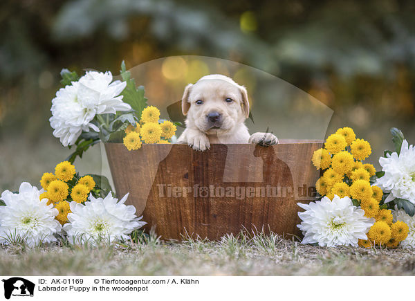 Labrador Welpe im Holzkbel / Labrador Puppy in the woodenpot / AK-01169