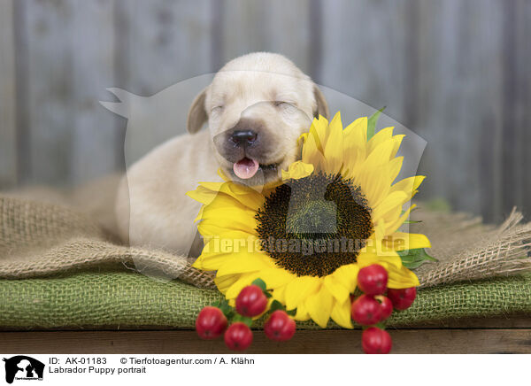 Labradorwelpe Portrait / Labrador Puppy portrait / AK-01183