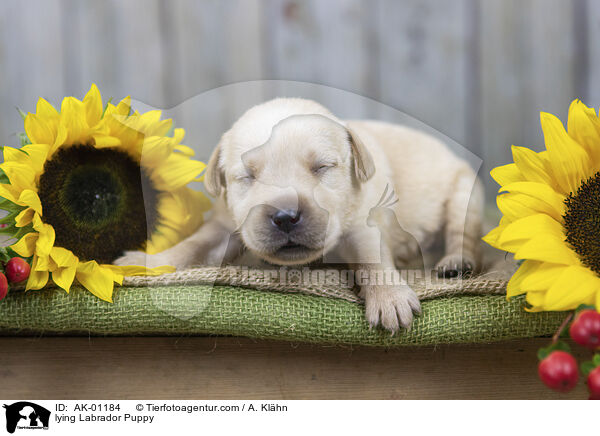 liegender Labradorwelpe / lying Labrador Puppy / AK-01184
