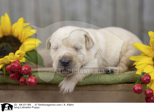 liegender Labradorwelpe / lying Labrador Puppy / AK-01188