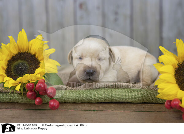 liegender Labradorwelpe / lying Labrador Puppy / AK-01189