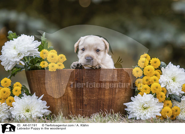 Labrador Welpe im Holzkbel / Labrador Puppy in the woodenpot / AK-01191