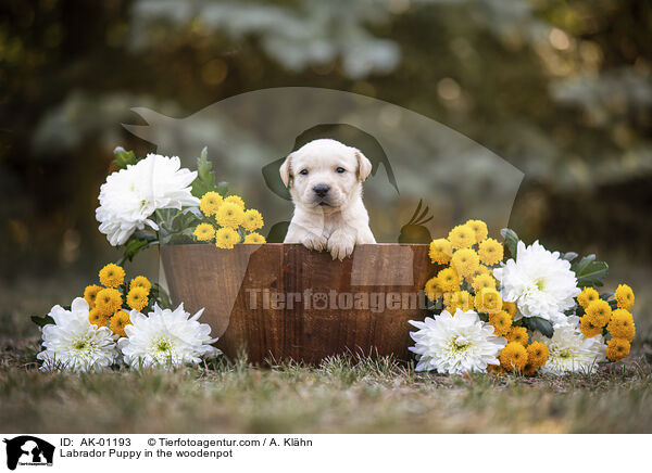 Labrador Welpe im Holzkbel / Labrador Puppy in the woodenpot / AK-01193