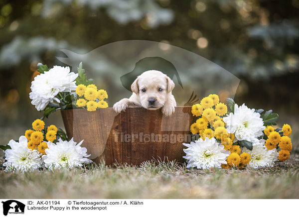 Labrador Welpe im Holzkbel / Labrador Puppy in the woodenpot / AK-01194