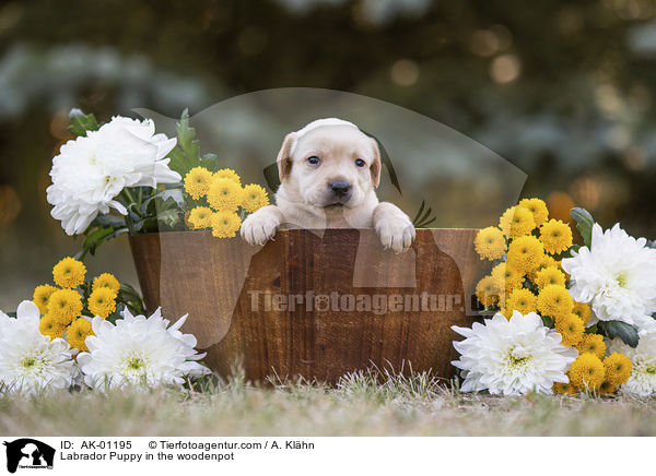Labrador Welpe im Holzkbel / Labrador Puppy in the woodenpot / AK-01195