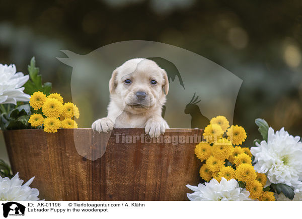 Labrador Welpe im Holzkbel / Labrador Puppy in the woodenpot / AK-01196