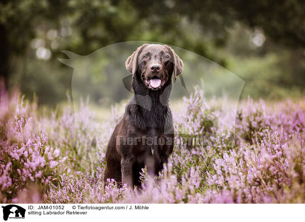 sitzender Labrador Retriever / sitting Labrador Retriever / JAM-01052