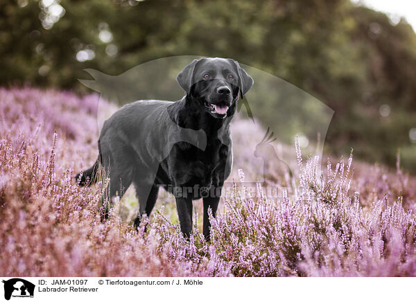 Labrador Retriever / Labrador Retriever / JAM-01097
