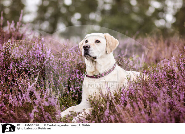 liegender Labrador Retriever / lying Labrador Retriever / JAM-01098