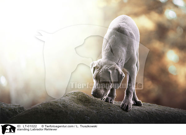 stehender Labrador Retriever / standing Labrador Retriever / LT-01022