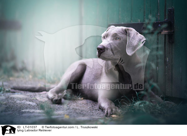 liegender Labrador Retriever / lying Labrador Retriever / LT-01037