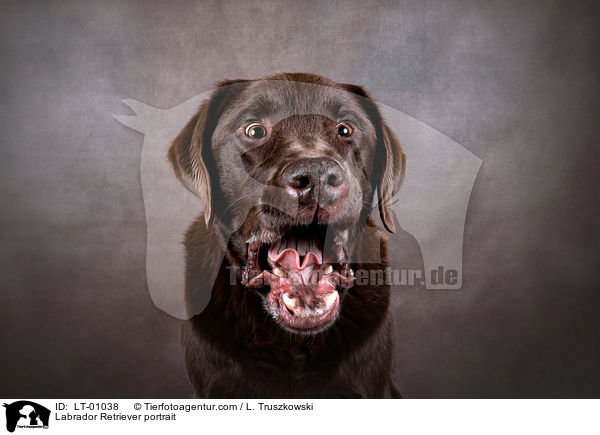 Labrador Retriever Portrait / Labrador Retriever portrait / LT-01038