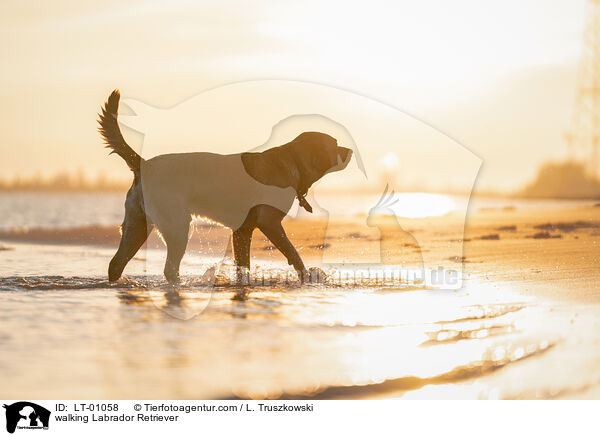 laufender Labrador Retriever / walking Labrador Retriever / LT-01058