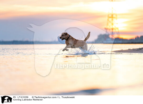 rennender Labrador Retriever / running Labrador Retriever / LT-01059