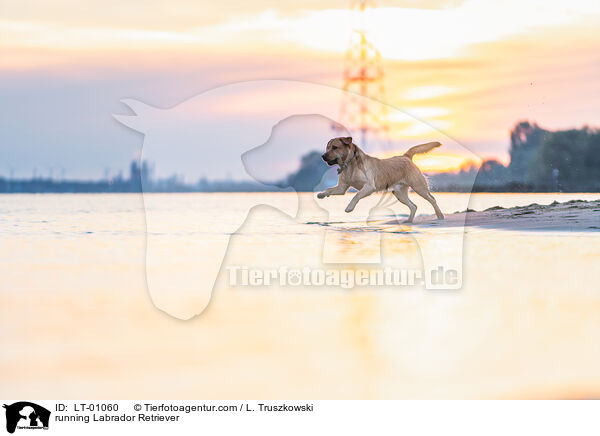 rennender Labrador Retriever / running Labrador Retriever / LT-01060