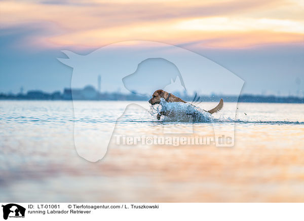 rennender Labrador Retriever / running Labrador Retriever / LT-01061
