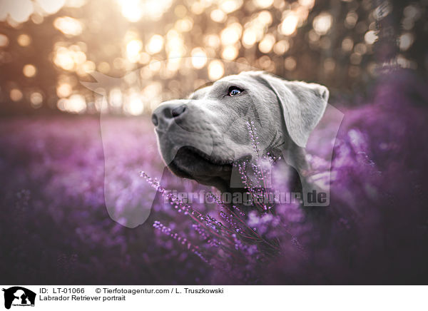 Labrador Retriever Portrait / Labrador Retriever portrait / LT-01066