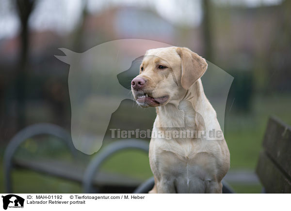 Labrador Retriever Portrait / Labrador Retriever portrait / MAH-01192